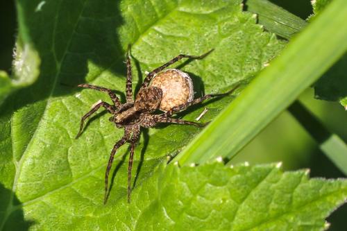 Pardosa sp.
